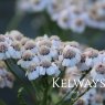 Achillea sibirica subsp. camschatica 'Love Parade'