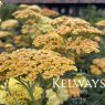 Achillea 'Terracotta'