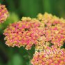 Achillea 'Walther Funcke'