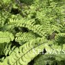 Adiantum aleuticum 'Imbricatum'