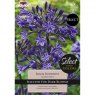 Agapanthus Black Buddhist (1 bare root plant)