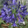 Agapanthus 'Midnight Star'