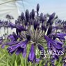 Agapanthus 'Royal Velvet'