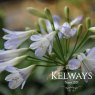 Agapanthus 'Silver Baby'