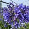 Agapanthus 'Sylvine'