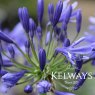 Agapanthus 'Timaru'