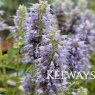 Agastache 'Blue Fortune'