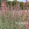 Agastache 'Firebird'