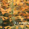 Agastache aurantiaca 'Tango'