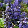 Ajuga reptans