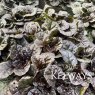 Ajuga reptans BLACK SCALLOP ('Binblasca' PBR)