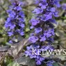 Ajuga reptans BLACK SCALLOP ('Binblasca' PBR) (2 litre pot)