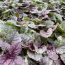 Ajuga SUGAR PLUM ('Binsugplu' PBR) (v)