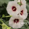 Alcea rosea 'Halo Blossom' (Halo Series) (9cm pot)