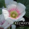 Alcea rosea 'Halo Blush' (Halo Series)