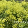 Alchemilla mollis