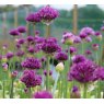 Allium hollandicum 'Purple Sensation'