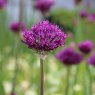 Allium hollandicum 'Purple Sensation'