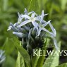 Amsonia tabernaemontana var. salicifolia (3 litre pot)