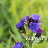 Anchusa azurea 'Loddon Royalist'