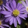 Anemone blanda blue-flowered