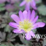 Anemone blanda 'Charmer'