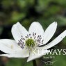 Anemone leveillei