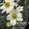 Anemone multifida (2 litre pot)