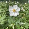 Anemone x hybrida 'Andrea Atkinson'