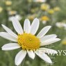 Anthemis punctata subsp. cupaniana