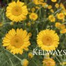 Anthemis Kelwayi