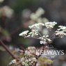 Anthriscus sylvestris 'Ravenswing'