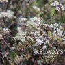 Anthriscus sylvestris 'Ravenswing'