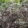 Anthriscus sylvestris 'Ravenswing'