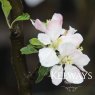 Apple 'Egremont Russet'