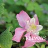 Aquilegia 'Spring Magic Rose and White' (Spring Magic Series)