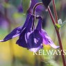 Aquilegia vulgaris