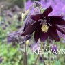 Aquilegia vulgaris var stellata 'Black Barlow' (Barlow Series)