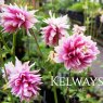 Aquilegia vulgaris var. stellata 'Nora Barlow' (Barlow Series)