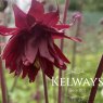 Aquilegia vulgaris var stellata 'Ruby Port'