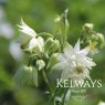 Aquilegia White Barlow