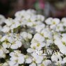 Arabis alpina subsp. caucasica 'Little Treasure White'