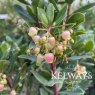 Arbutus unedo 'Roselily'