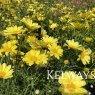 Argyranthemum 'Cornish Gold'