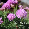 Armeria caespitosa 'Bevan's Variety'