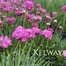 Armeria maritima