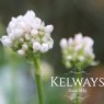 Armeria maritima 'Armada White' (Armada Series)