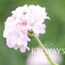 Armeria maritima 'Morning Star White'
