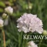 Armeria maritima 'Morning Star White'