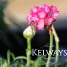 Armeria maritima 'Splendens'